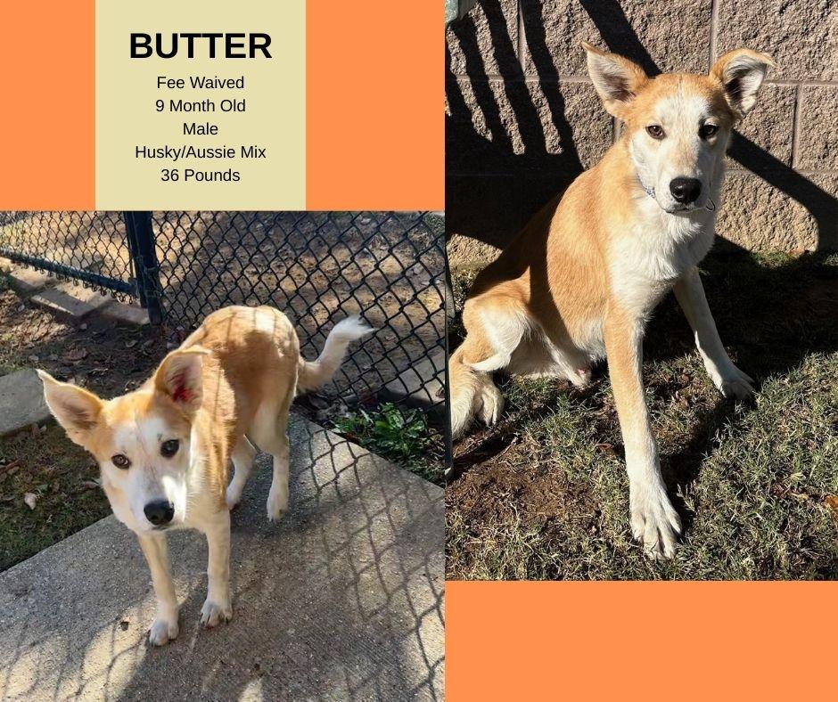 Butter, ADOPTABLE, Young Male Husky & Australian Cattle Dog / Blue Heeler.