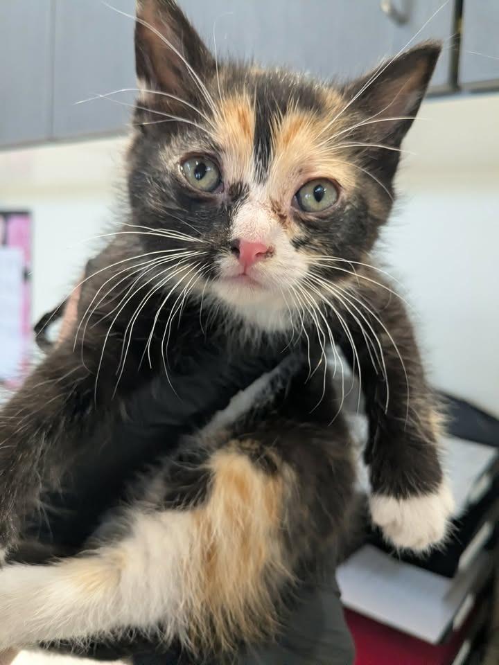 Gigi, Adopted, Kitten Female Domestic Short Hair.