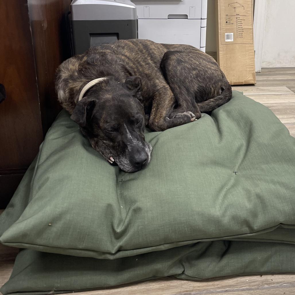 Daphne, Adoptable, Senior Female Mountain Cur & Hound.