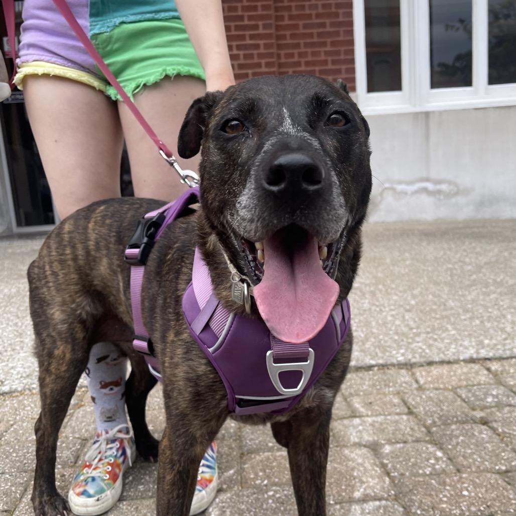 Enlarge Daphne, a Adoptable mixed breed in Henderson, KY image 2/4