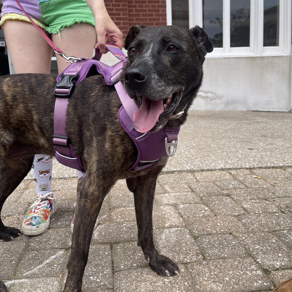 Enlarge Daphne, a Adoptable mixed breed in Henderson, KY image 3/4