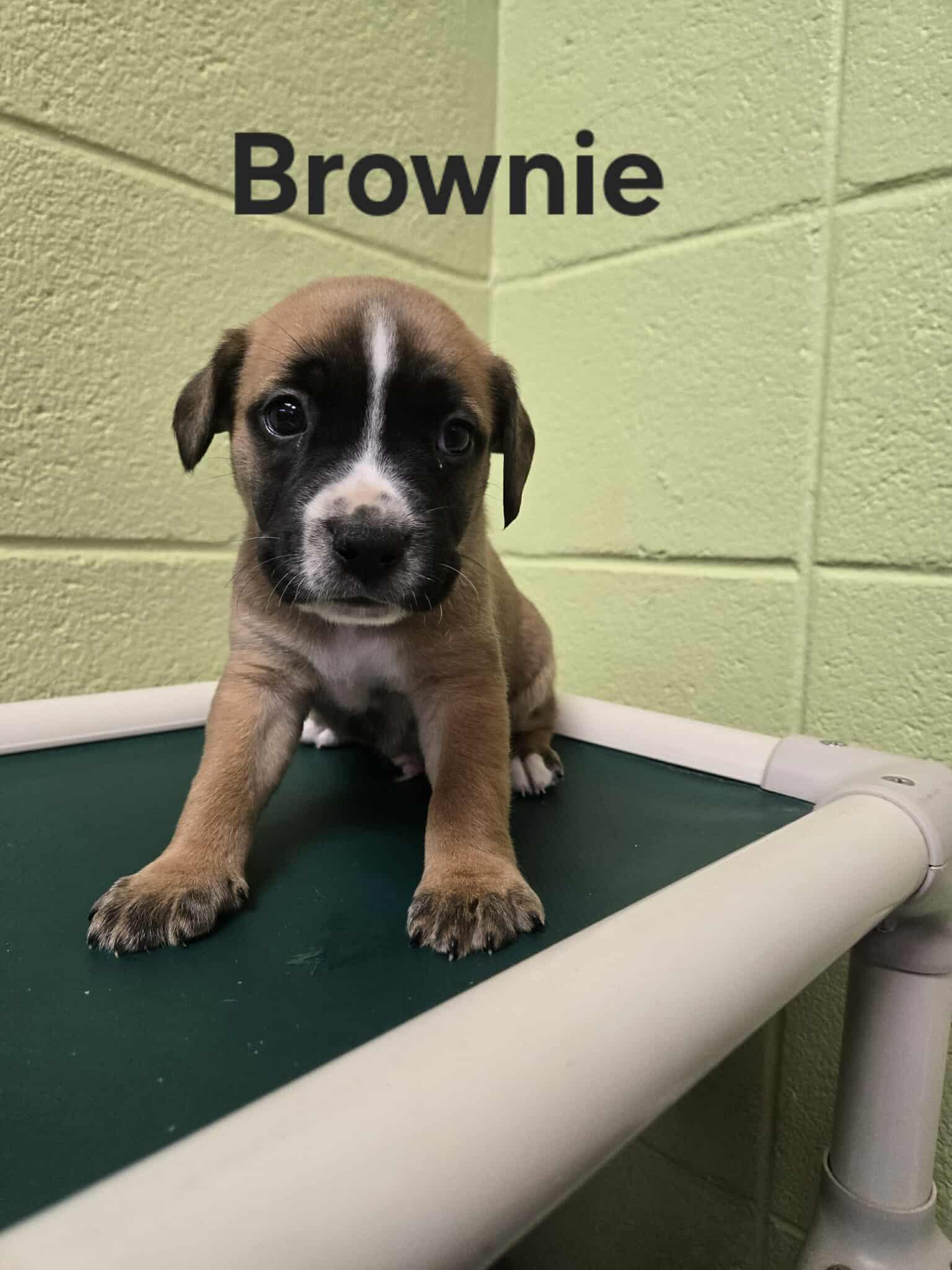 Brownie