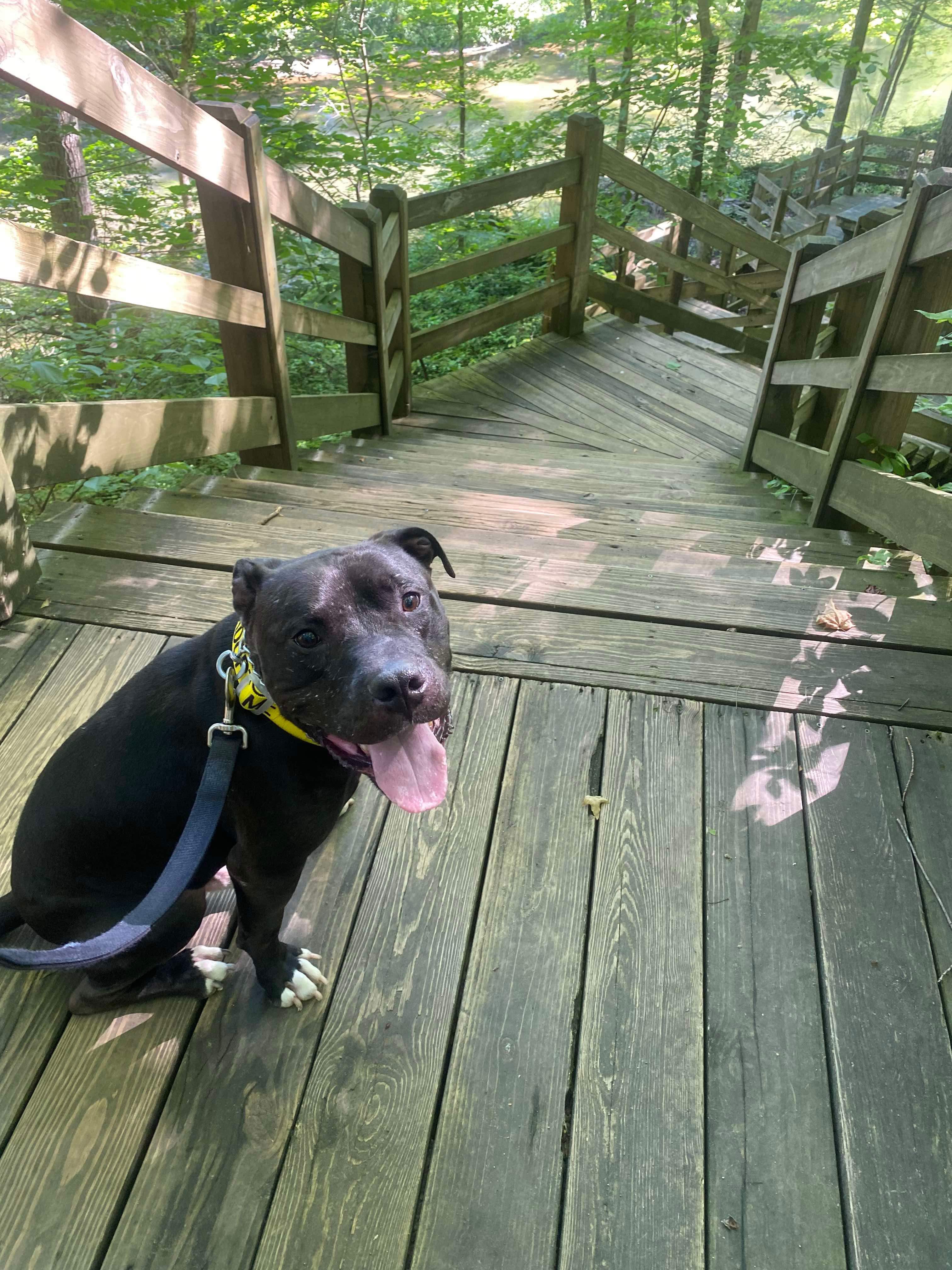 Hades, Adult Male Pit Bull Terrier