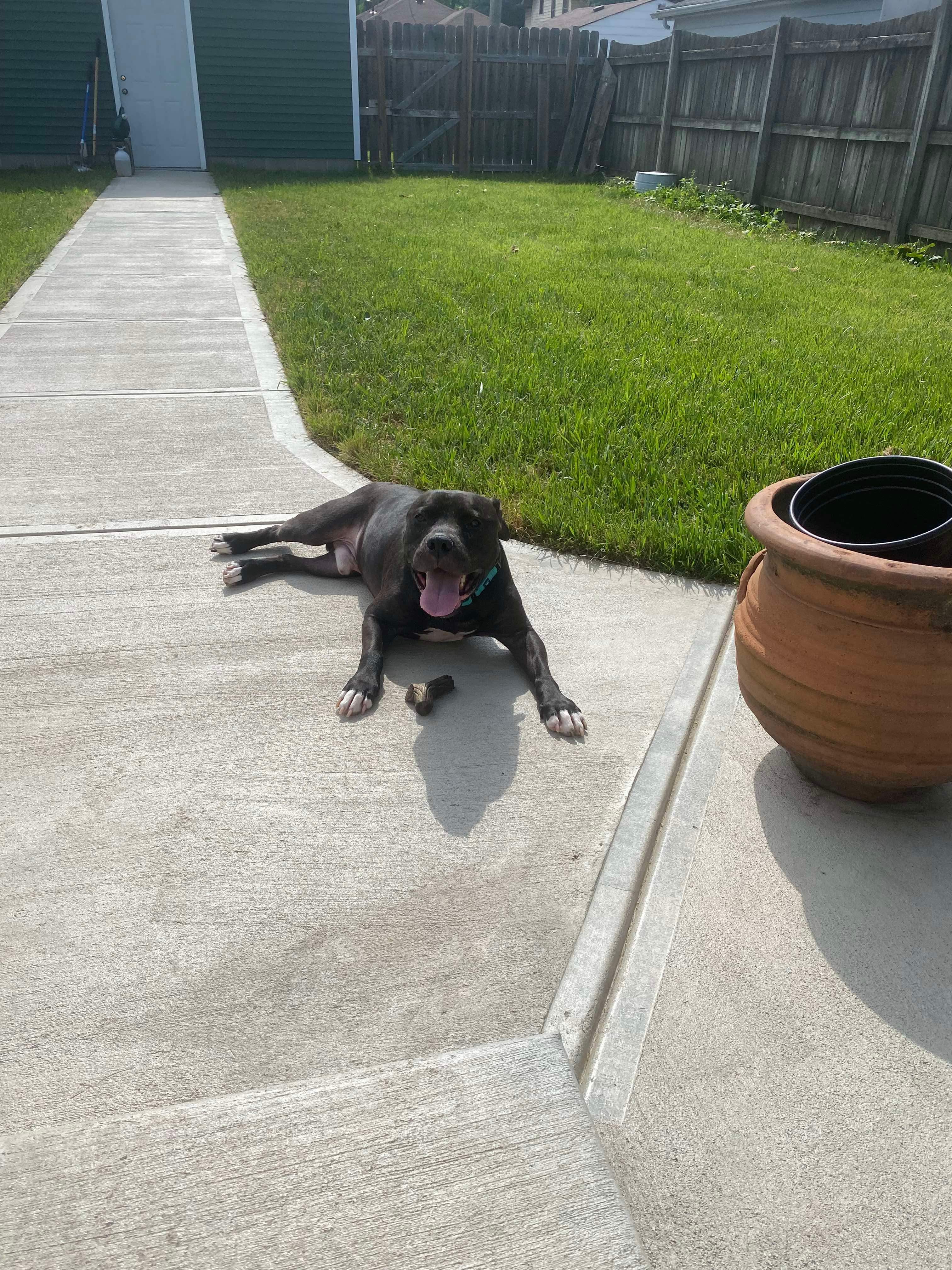 Enlarge Hades (Foster Needed), a Adoptable Pit Bull Terrier in Indianapolis, IN image 4/6