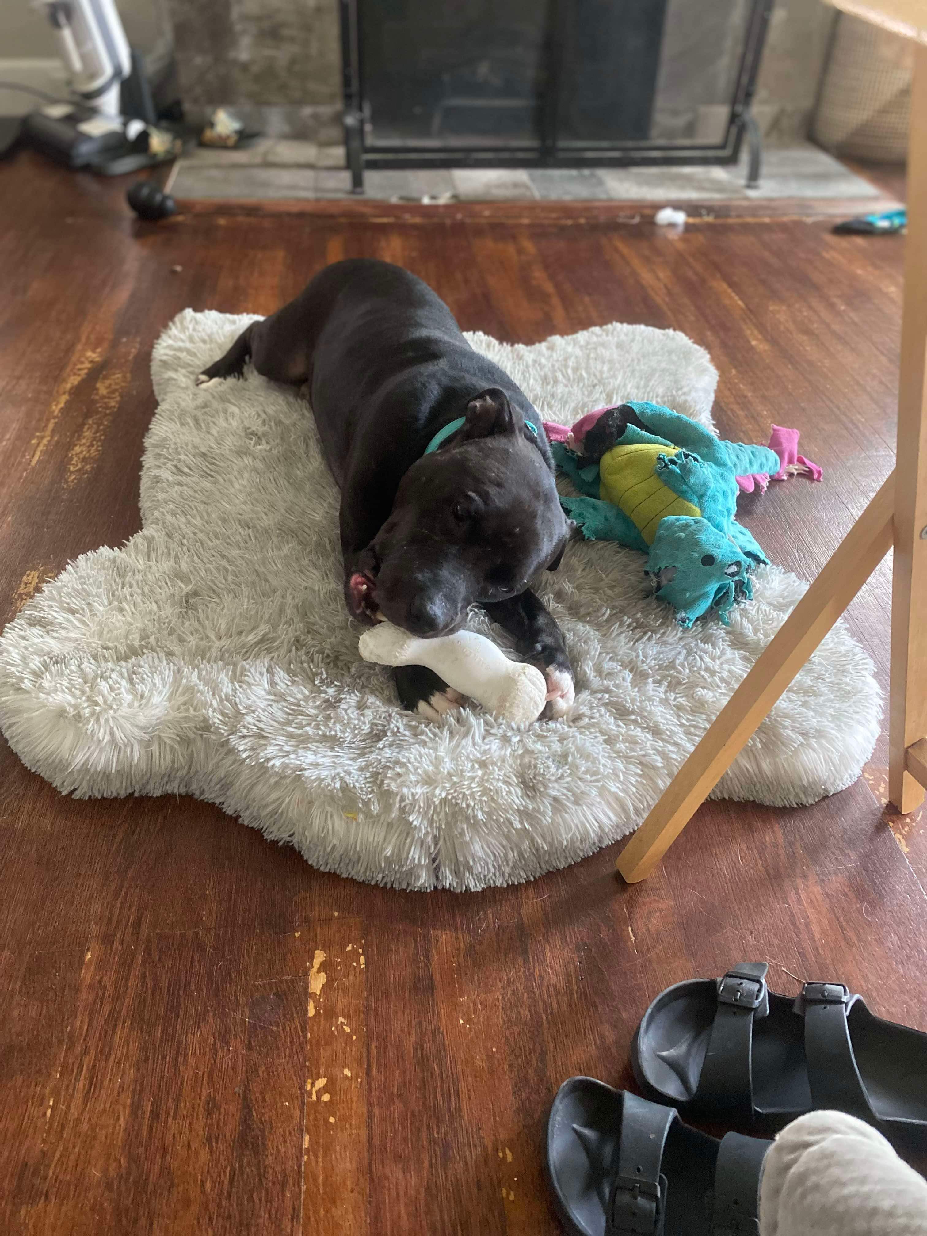 Enlarge Hades (Foster Needed), a Adoptable Pit Bull Terrier in Indianapolis, IN image 6/6