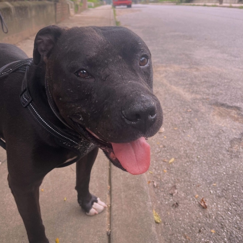 Enlarge Hades (Foster Needed), a Adoptable Pit Bull Terrier in Indianapolis, IN image 2/6