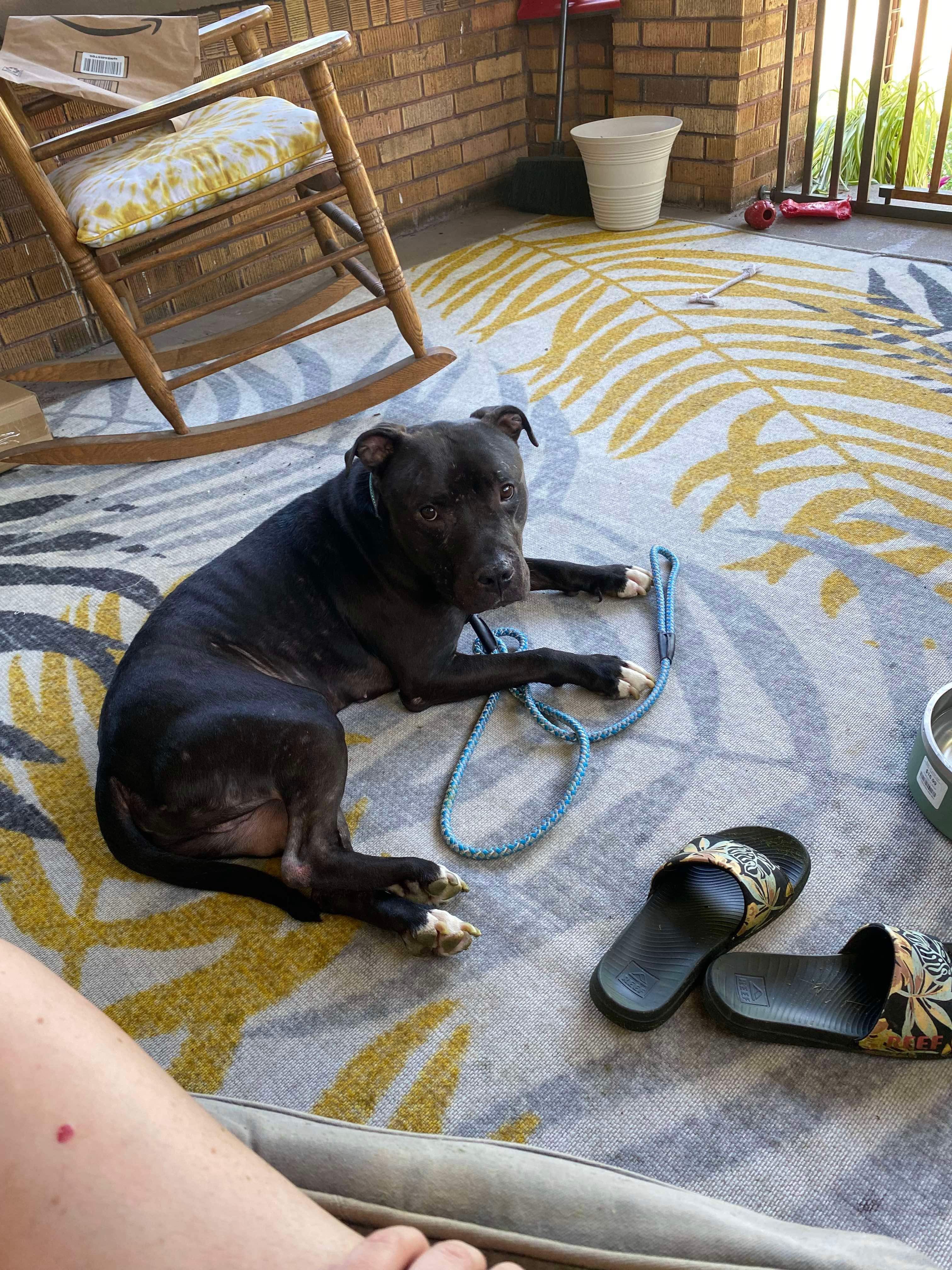 Enlarge Hades (Foster Needed), a Adoptable Pit Bull Terrier in Indianapolis, IN image 5/6