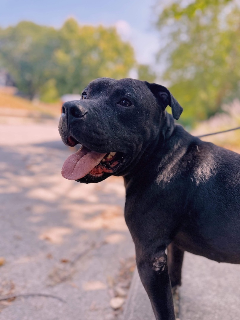 Enlarge Hades (Foster Needed), a Adoptable Pit Bull Terrier in Indianapolis, IN image 3/6