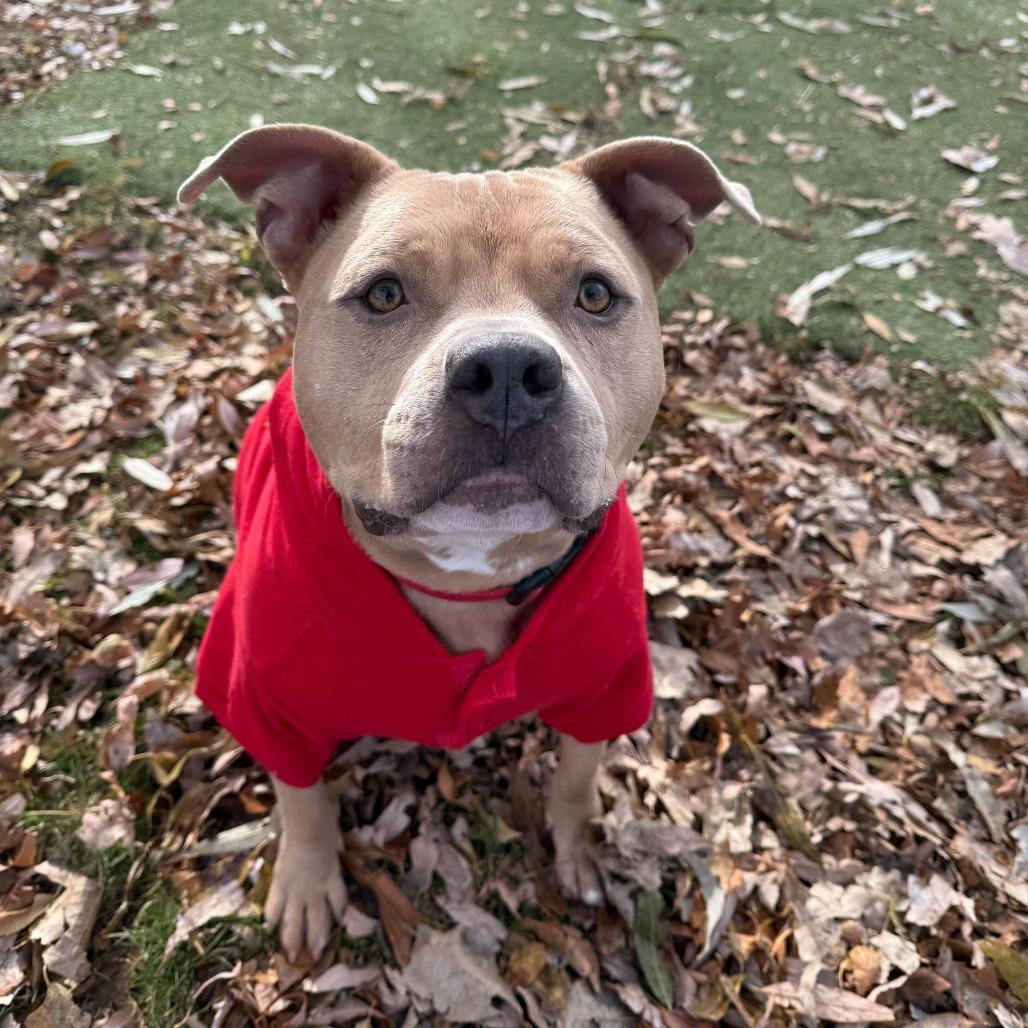 Mayor McCheese, Adoptable, Adult Male Mixed Breed.