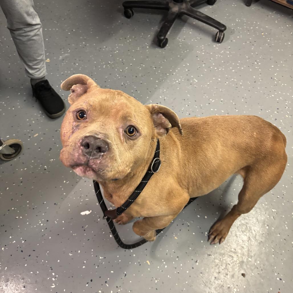 Mayor McCheese, Adoptable, Adult Male Mixed Breed.