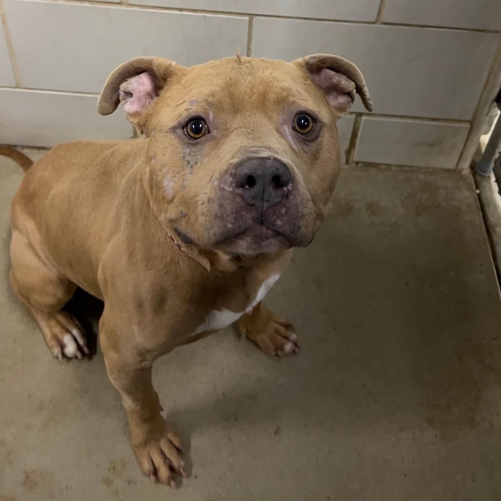 Enlarge Mayor McCheese, a Adoptable Mixed Breed in Grand Rapids, MI image 2/6