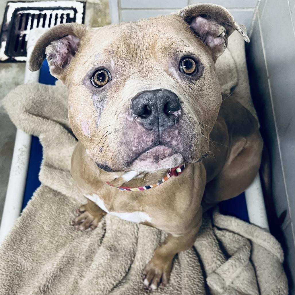 Enlarge Mayor McCheese, a Adoptable Mixed Breed in Grand Rapids, MI image 3/6