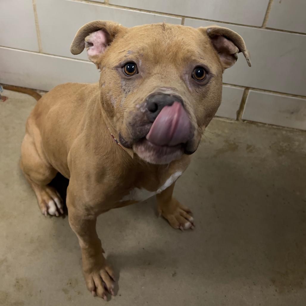Enlarge Mayor McCheese, a Adoptable Mixed Breed in Grand Rapids, MI image 3/6