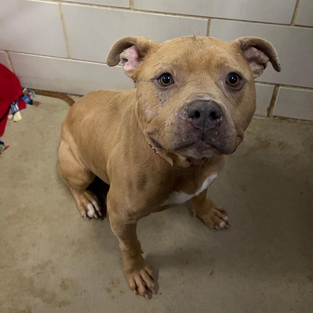 Enlarge Mayor McCheese, a Adoptable Mixed Breed in Grand Rapids, MI image 5/6