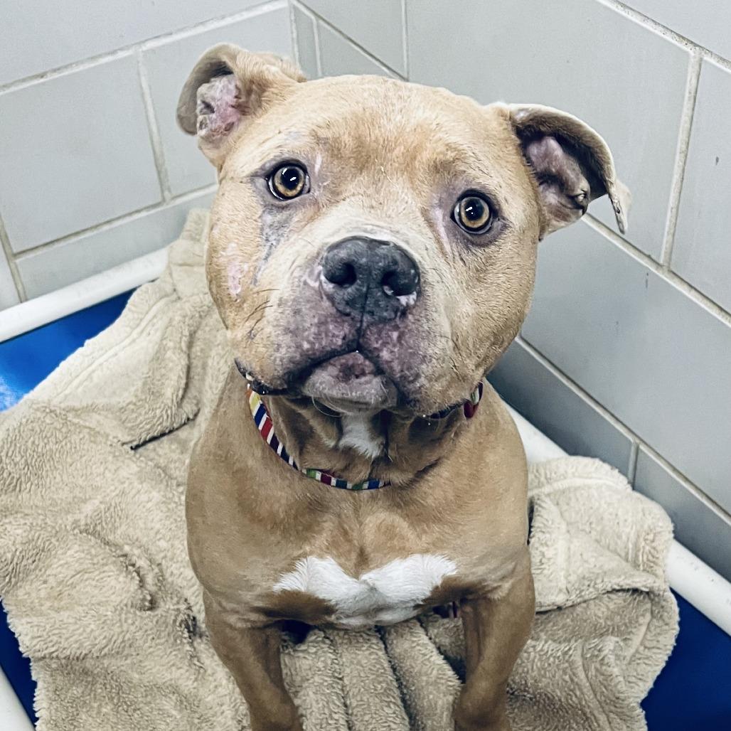 Enlarge Mayor McCheese, a Adoptable Mixed Breed in Grand Rapids, MI image 4/6