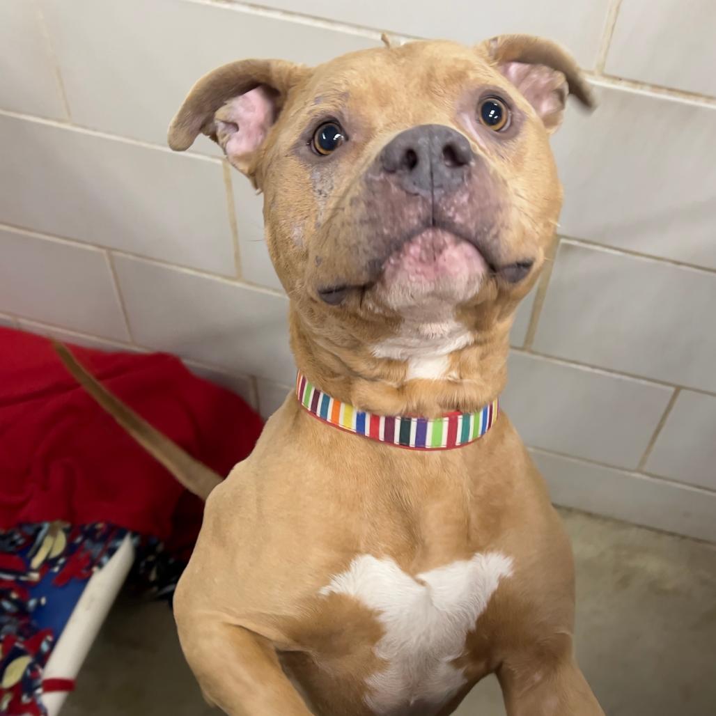 Enlarge Mayor McCheese, a Adoptable Mixed Breed in Grand Rapids, MI image 5/6