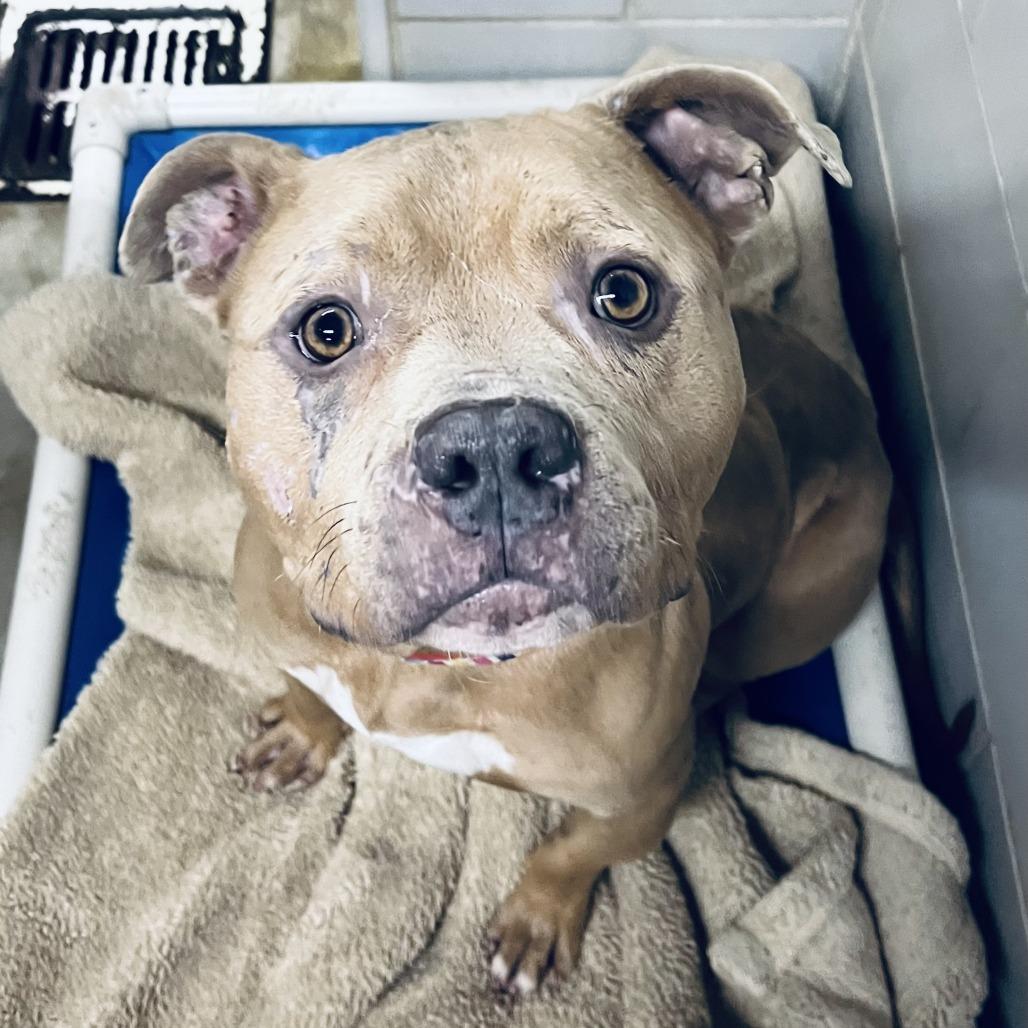 Enlarge Mayor McCheese, a Adoptable Mixed Breed in Grand Rapids, MI image 6/6