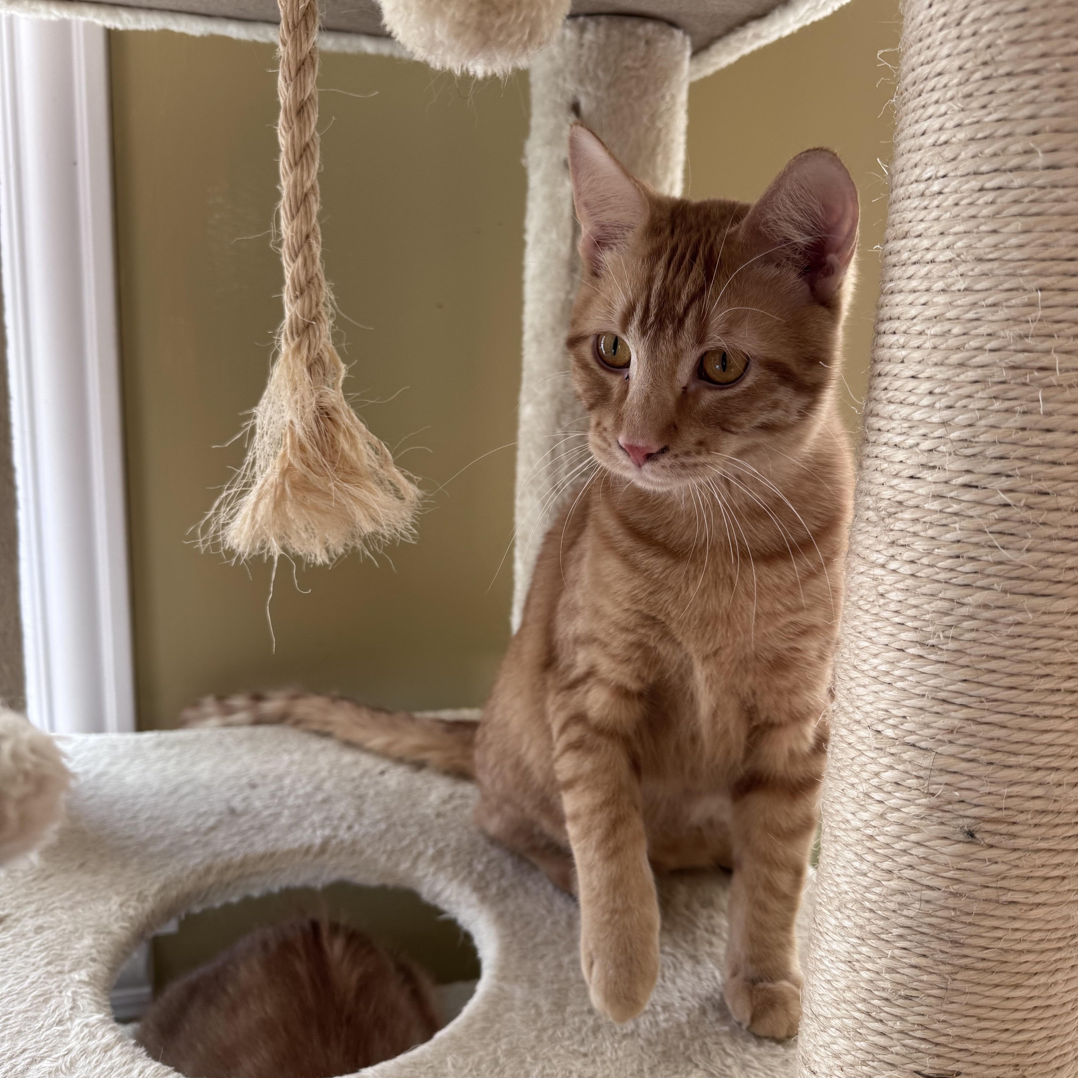 Enlarge Auggie, an adopted Domestic Short Hair in Anoka, MN image 2/5