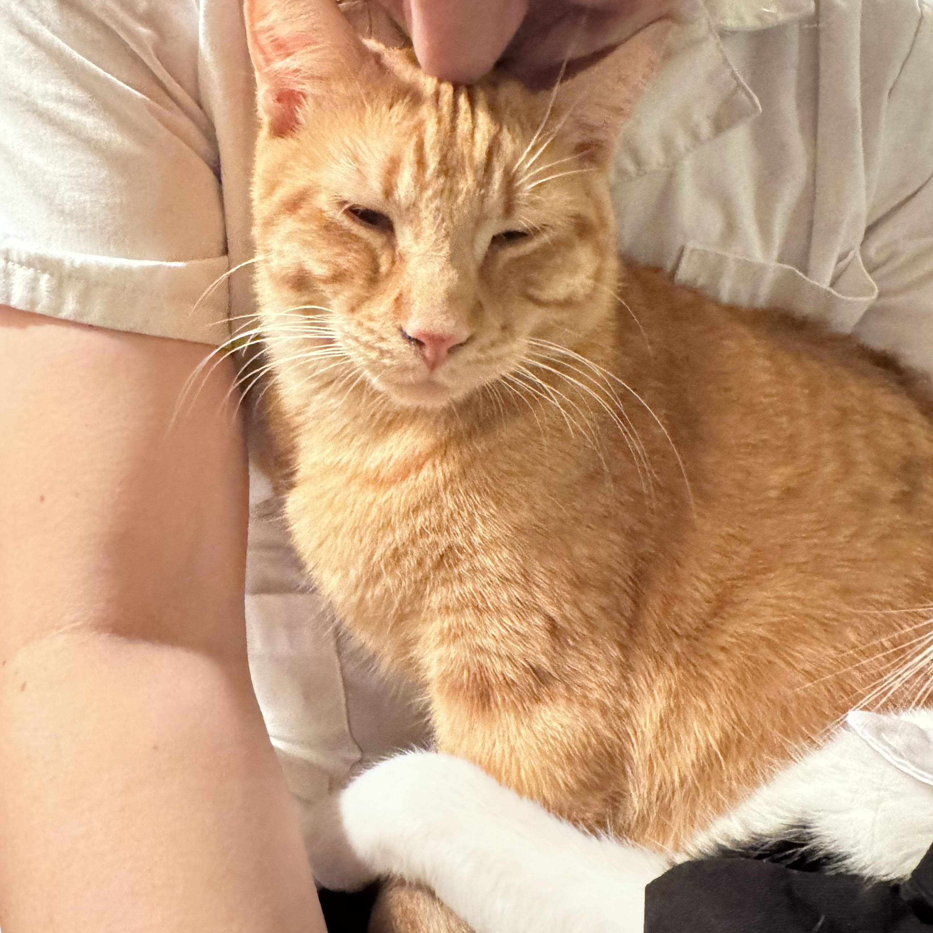 Enlarge Auggie, an adopted Domestic Short Hair in Anoka, MN image 3/5