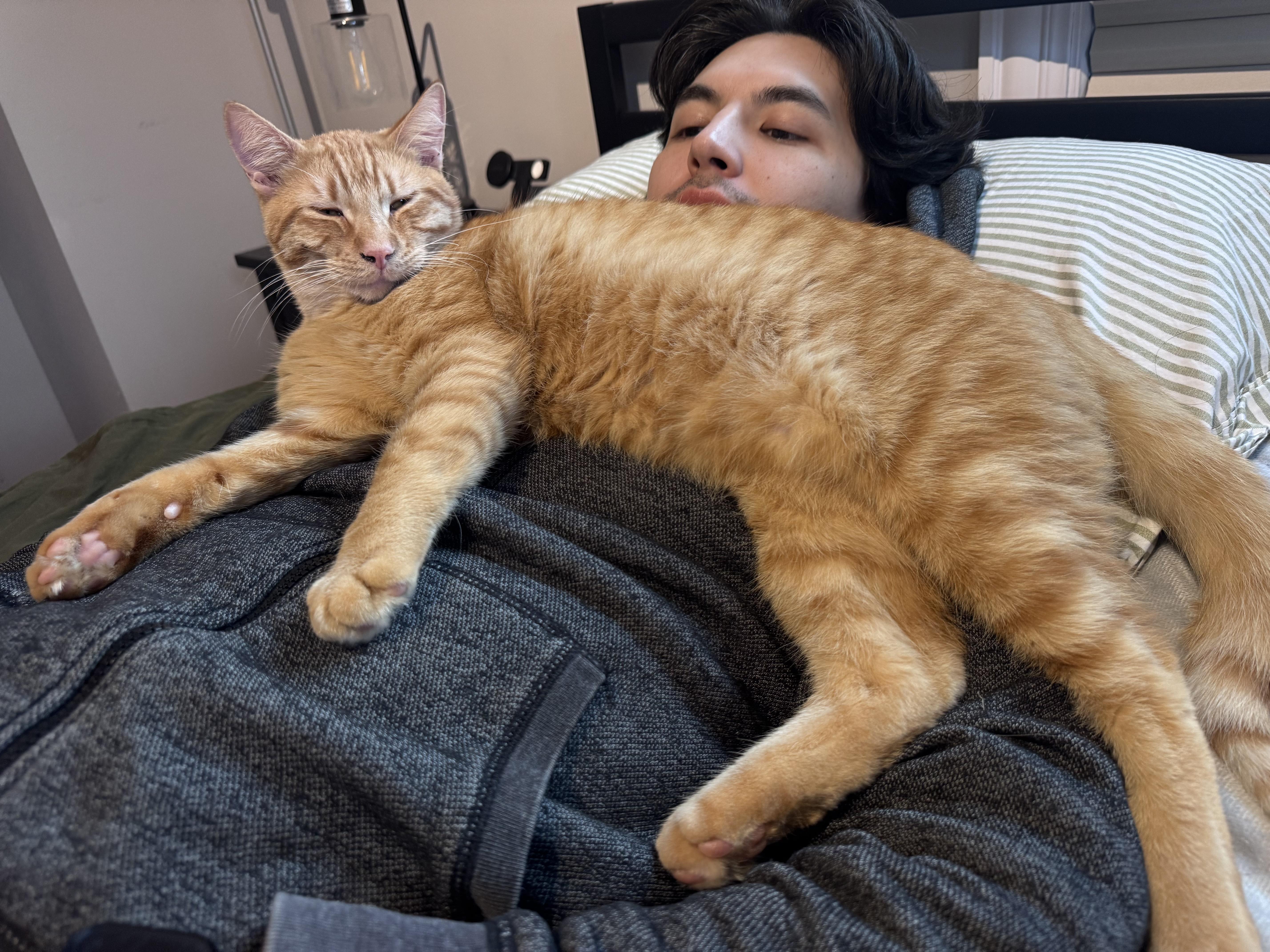 Enlarge Auggie, an adopted Domestic Short Hair in Anoka, MN image 5/5