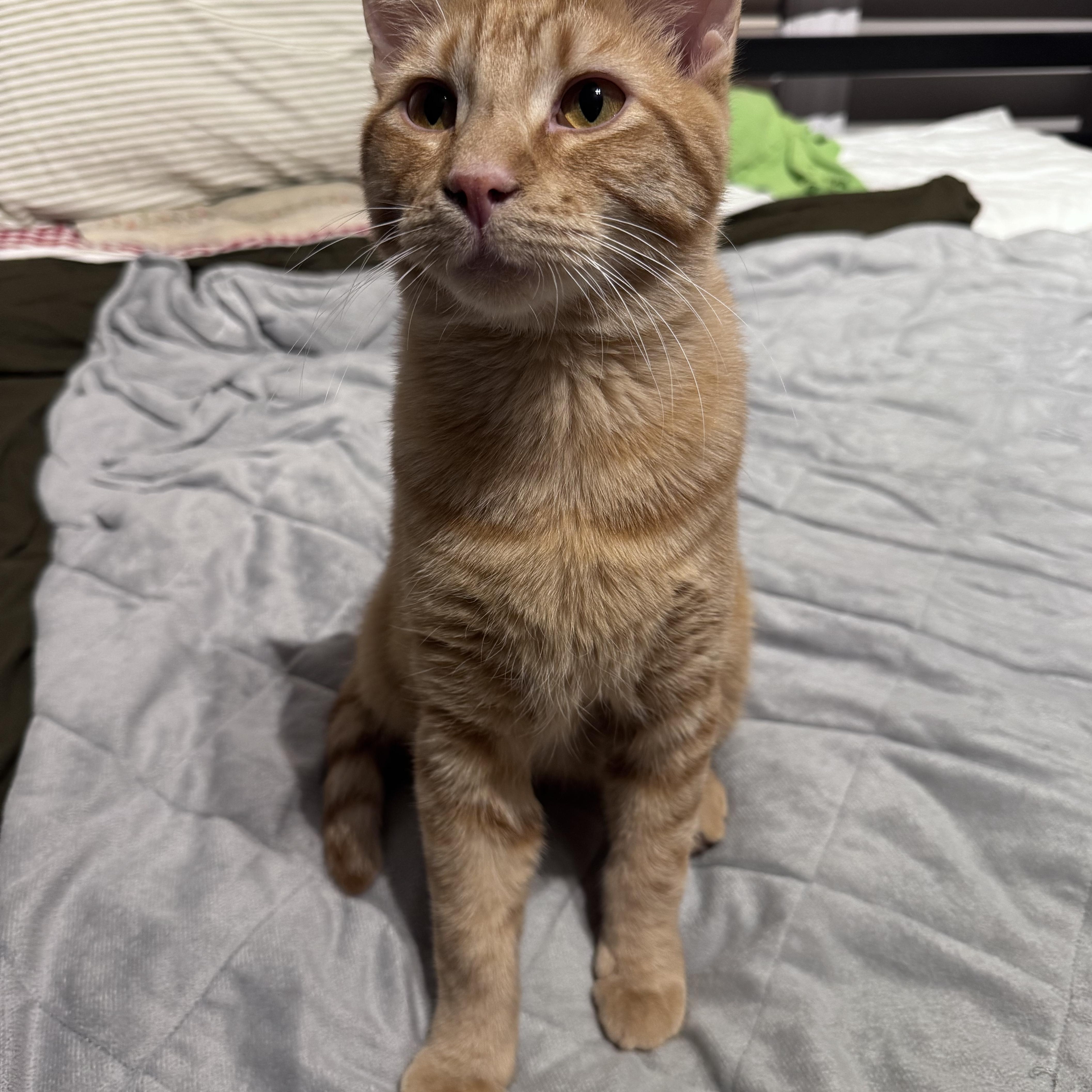 Enlarge Auggie, an adopted Domestic Short Hair in Anoka, MN image 4/5