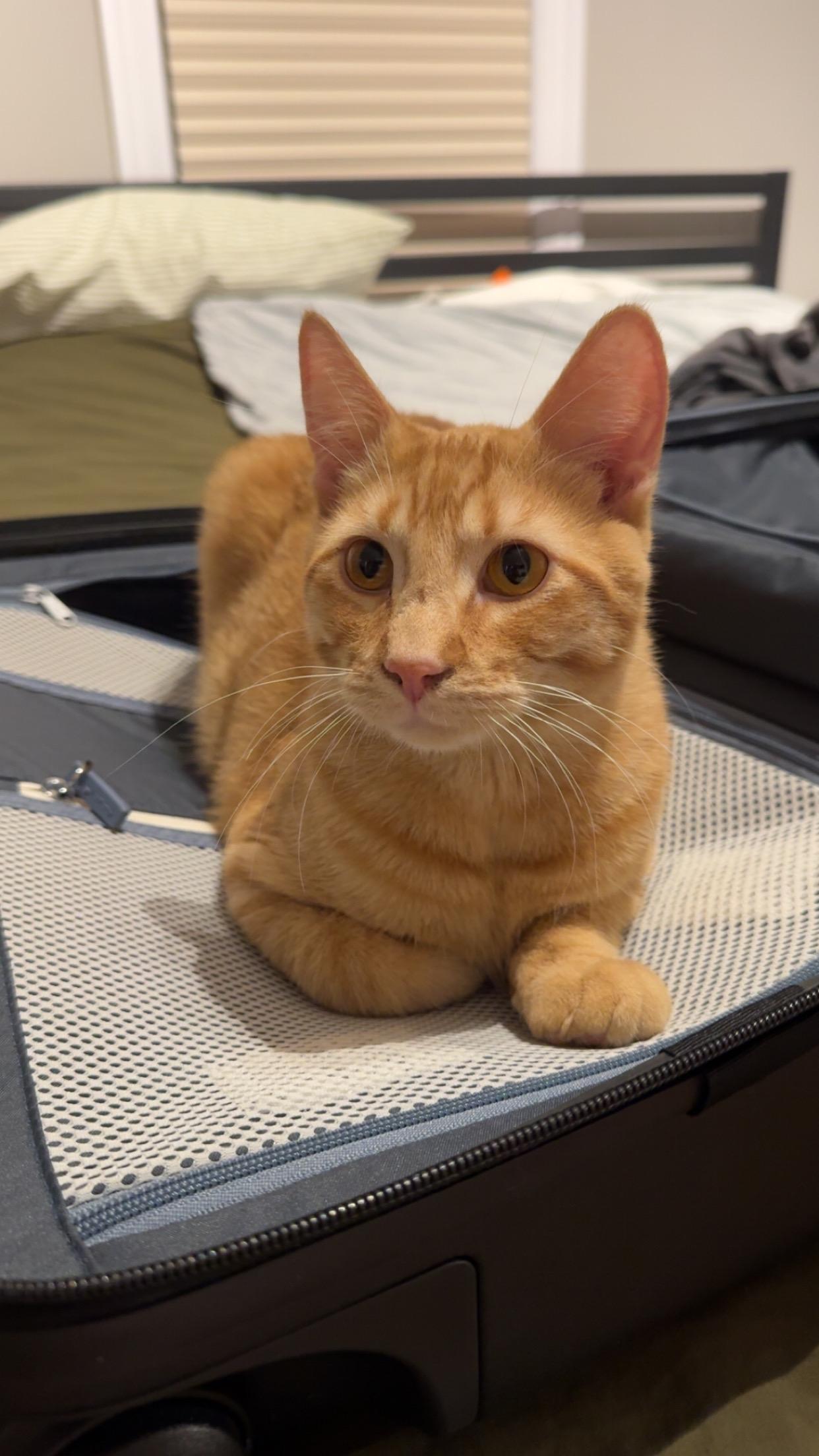 Enlarge Auggie, an adopted Domestic Short Hair in Anoka, MN image 1/5