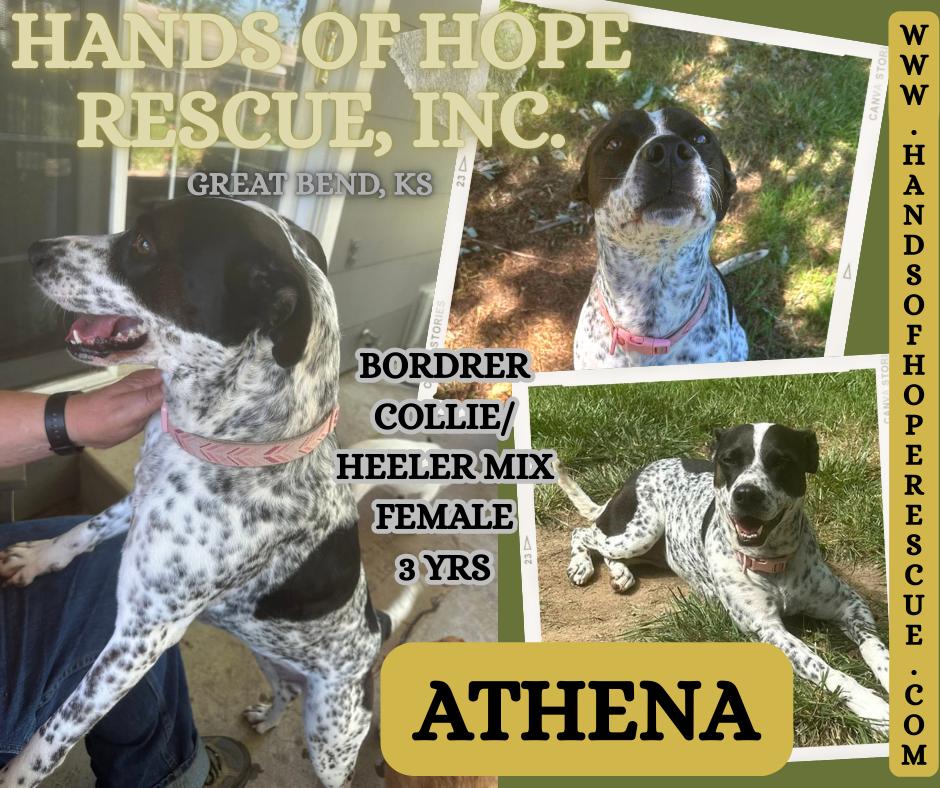 Athena, Adoptable, Young Female Australian Cattle Dog / Blue Heeler & Border Collie.