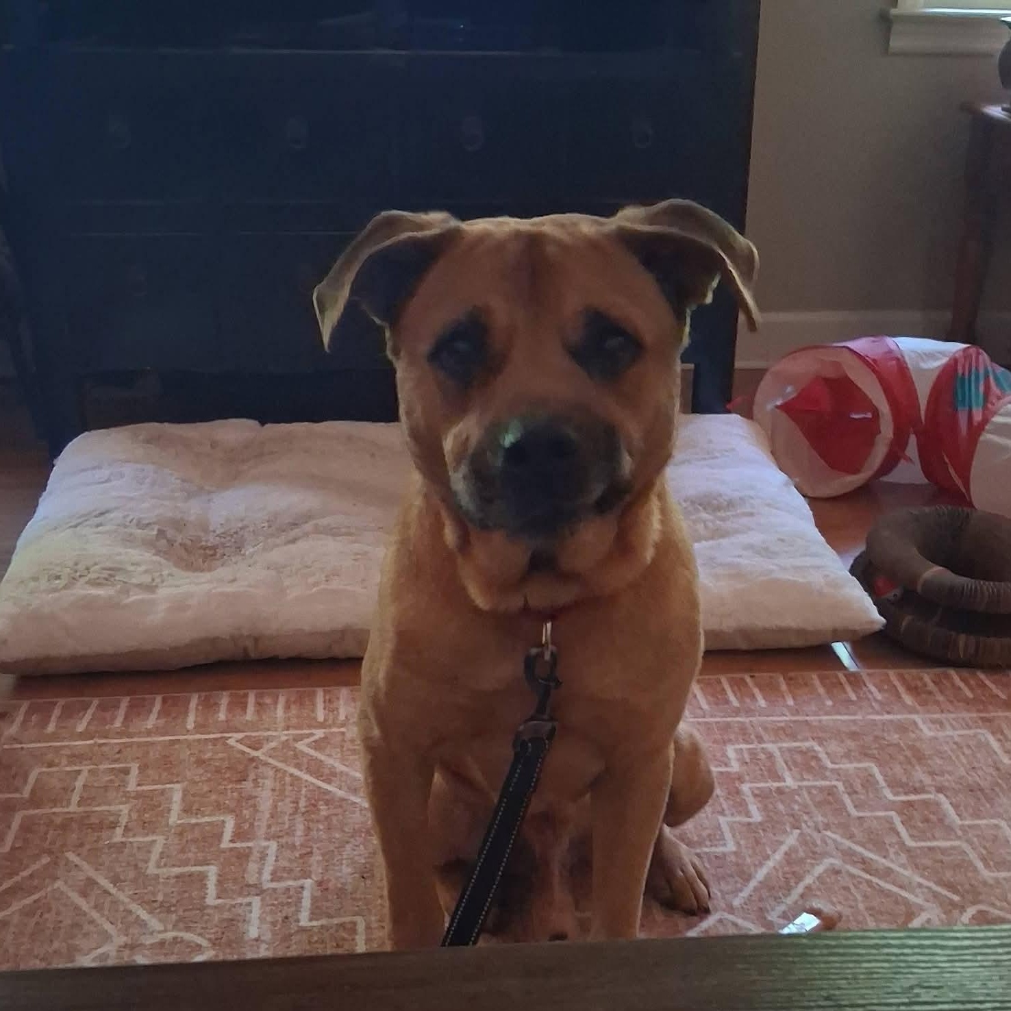 Enlarge Parker - Unicorn Dog Alert!!!!, a ADOPTABLE mixed breed in Buford, GA image 6/6