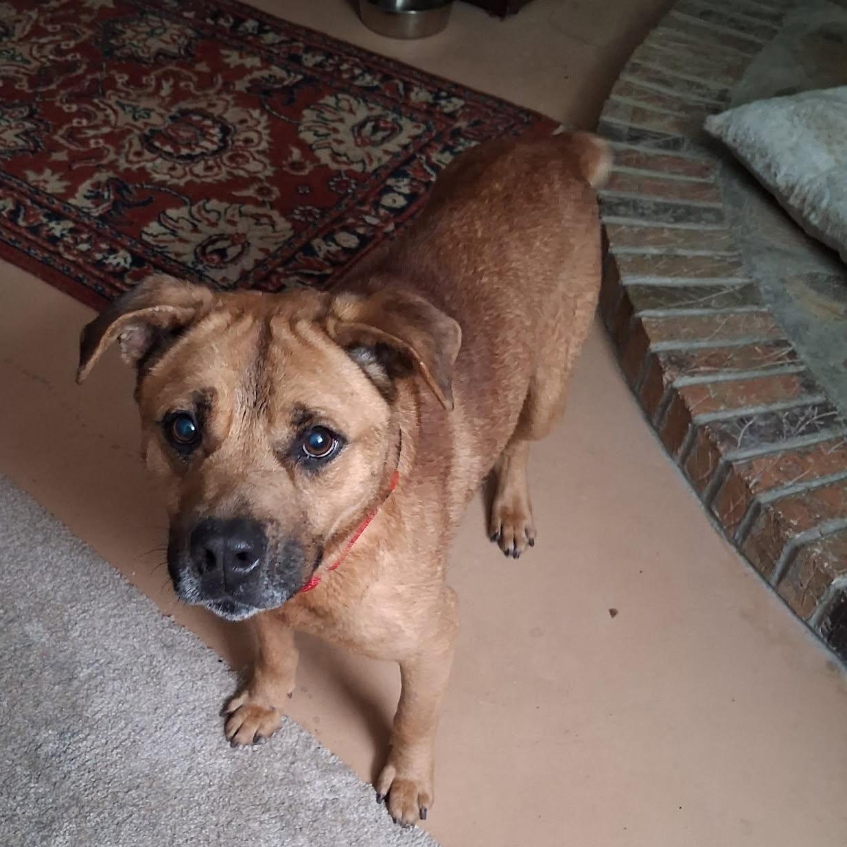 Enlarge Parker - Unicorn Dog Alert!!!!, a ADOPTABLE mixed breed in Buford, GA image 2/6