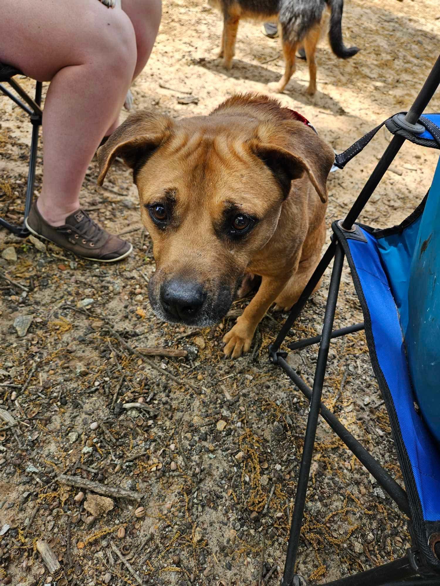 Enlarge Parker - Unicorn Dog Alert!!!!, a ADOPTABLE mixed breed in Buford, GA image 4/6