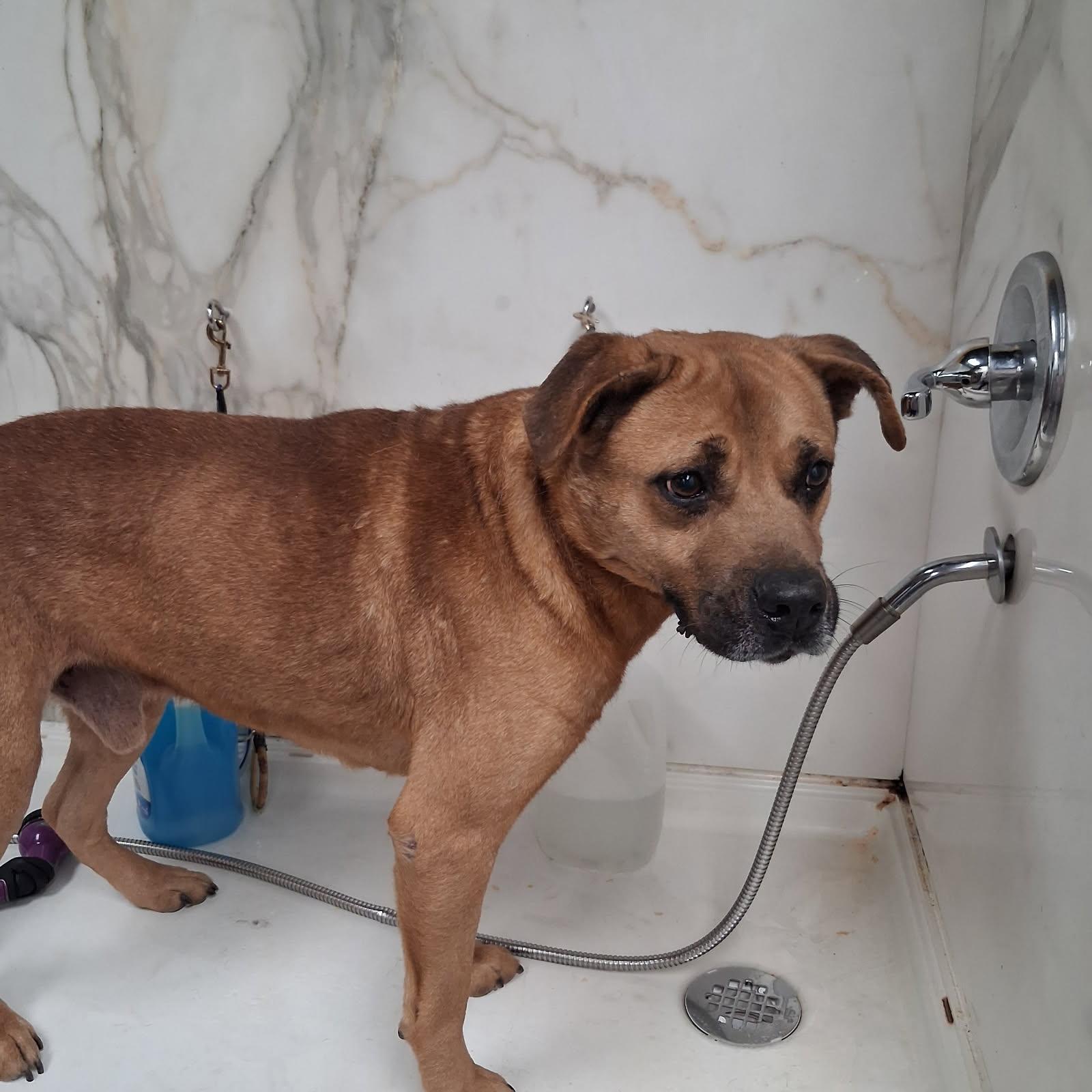 Enlarge Parker - Unicorn Dog Alert!!!!, a ADOPTABLE mixed breed in Buford, GA image 3/6
