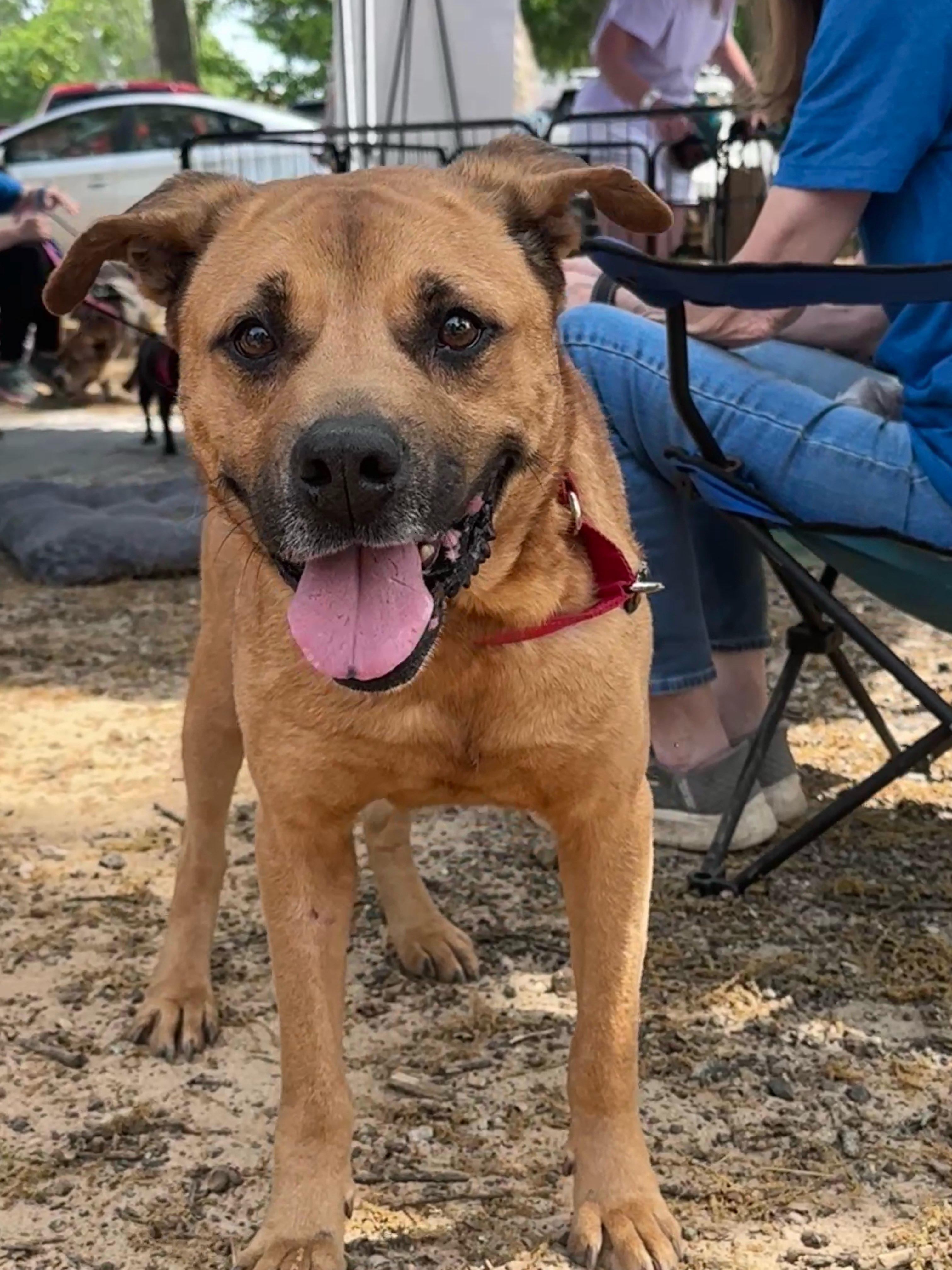 Parker - Unicorn Dog Alert!!!!, ADOPTABLE, Adult Male Labrador Retriever & Mixed Breed.