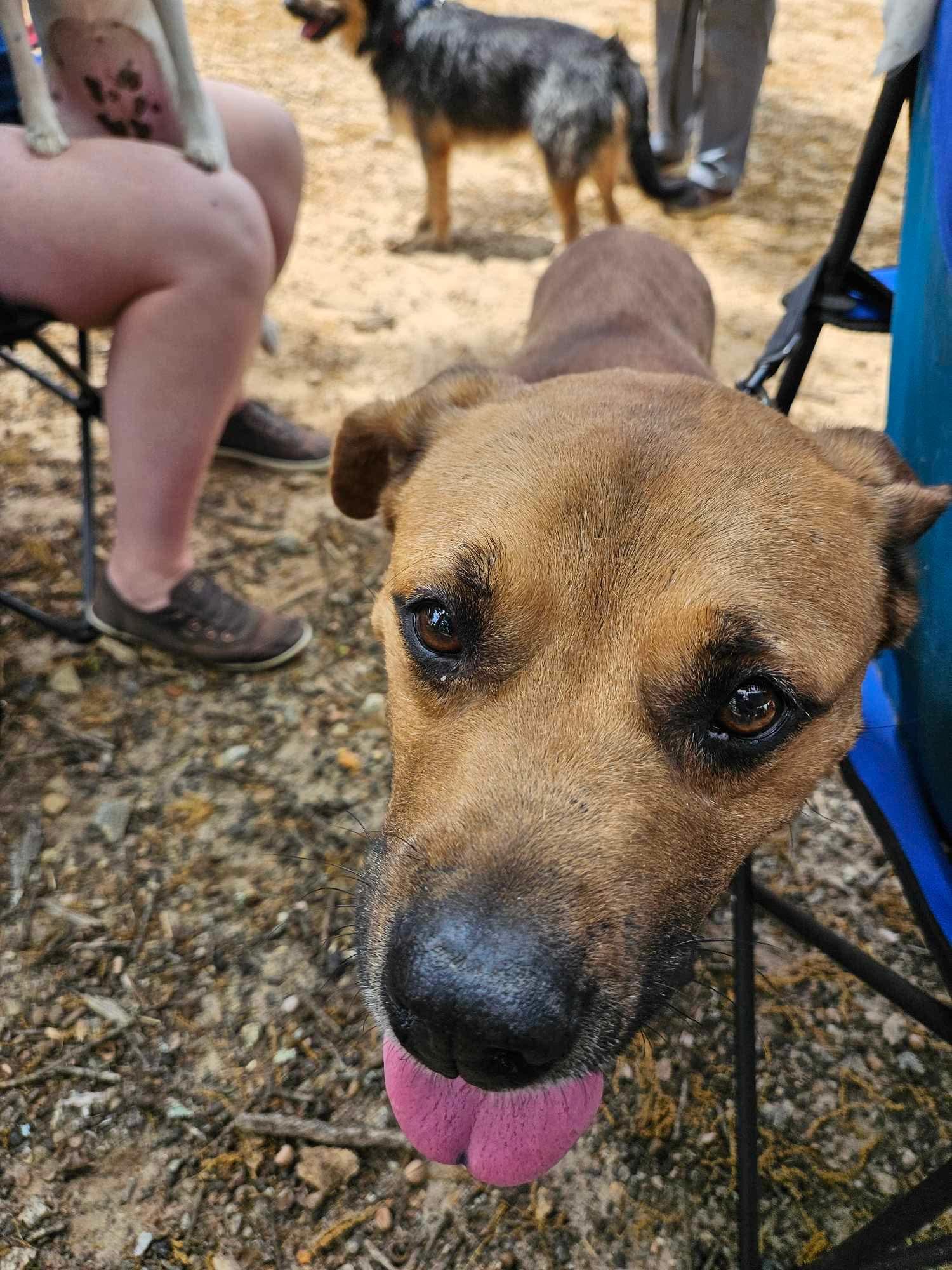Enlarge Parker - Unicorn Dog Alert!!!!, a ADOPTABLE mixed breed in Buford, GA image 5/6