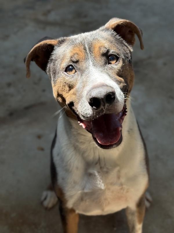 Enlarge Bongo, a Adoptable mixed breed in Lancaster, OH image 1/1