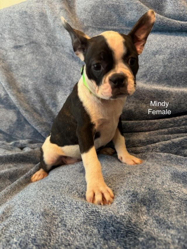 Mindy the Frenchton Puppy, Adoptable, Puppy Female French Bulldog & Boston Terrier.