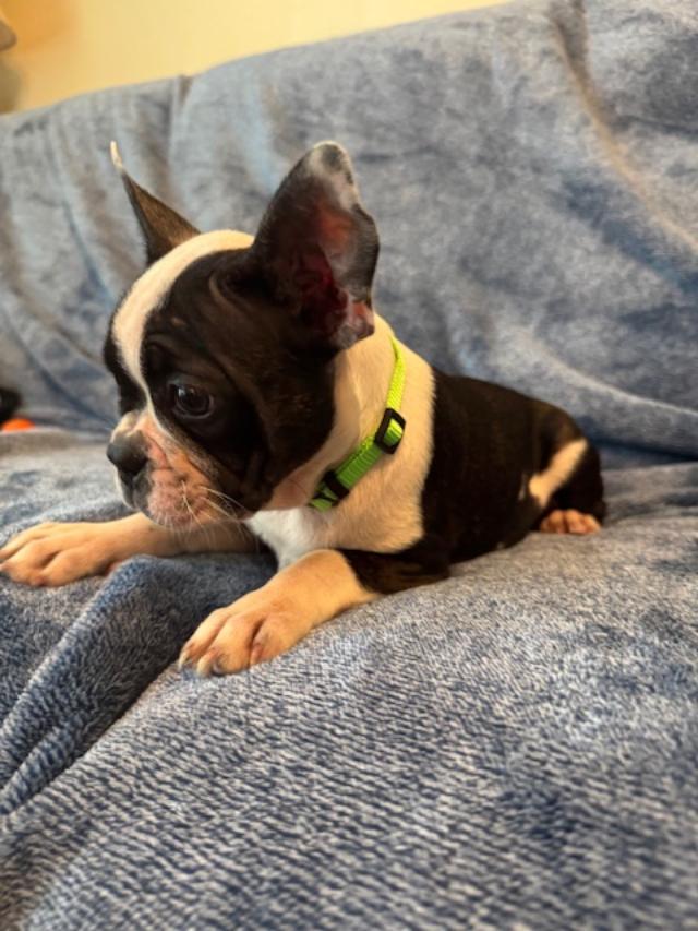 Enlarge Mindy the Frenchton Puppy, a Adoptable mixed breed in Muskego, WI image 2/3