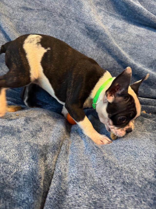 Enlarge Mindy the Frenchton Puppy, a Adoptable mixed breed in Muskego, WI image 3/3