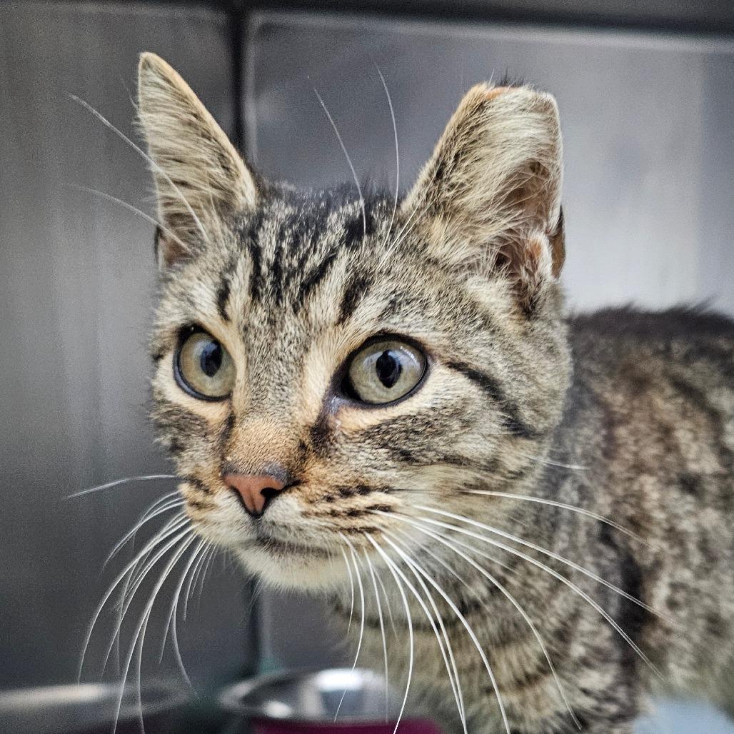 WALL-E, Adoptable, Kitten Male Domestic Short Hair.