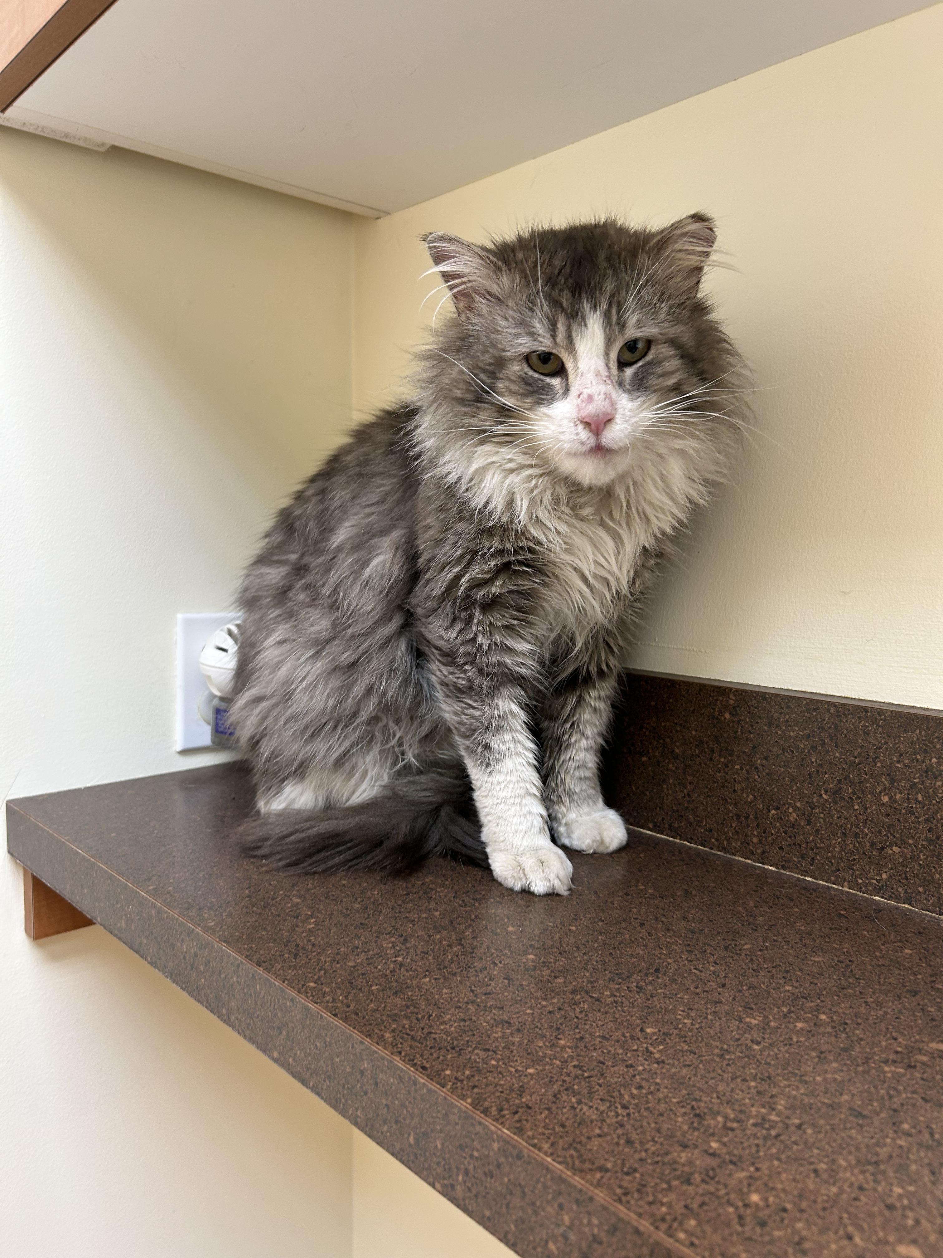 Chester , adopted, Adult Male Domestic Long Hair & Maine Coon.