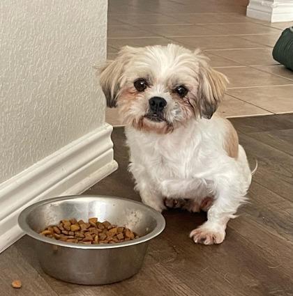 Enlarge Kade, a Adoptable mixed breed in Fort Worth, TX image 1/3