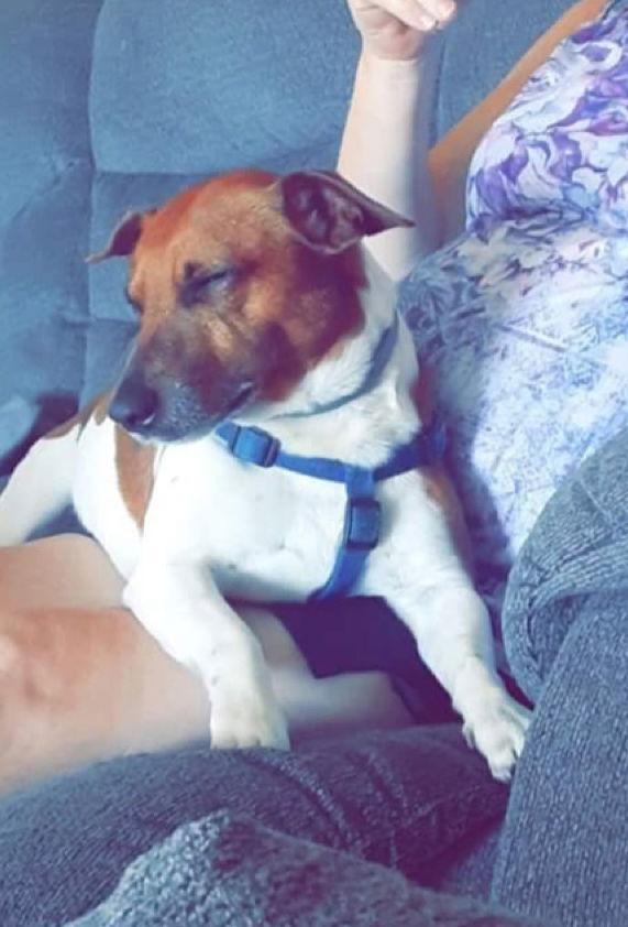 Rusty *, Adoptable, Young Male Jack Russell Terrier.