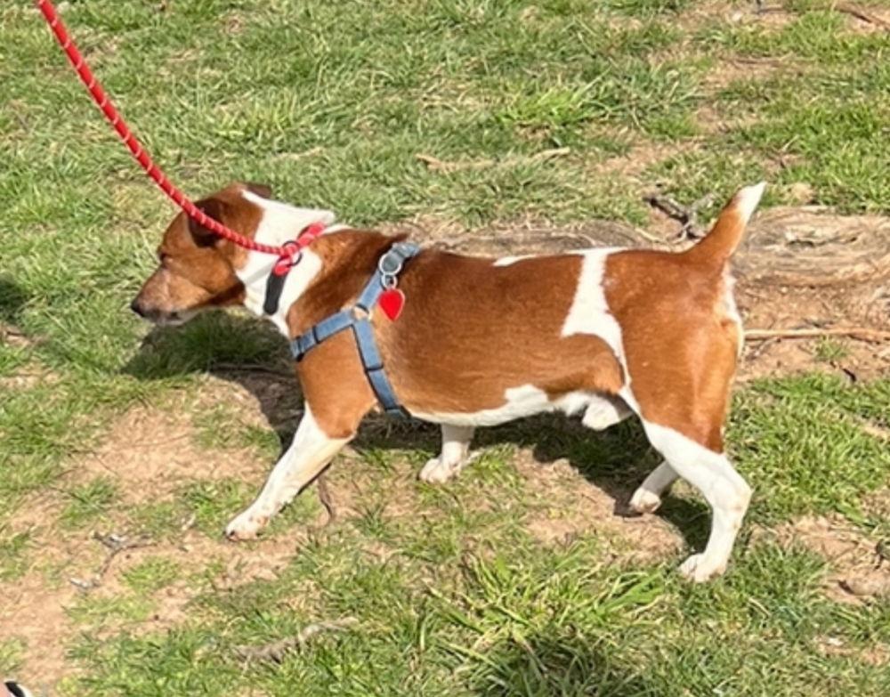 Rusty *, a Adoptable Jack Russell Terrier in Columbia, TN image 2/3