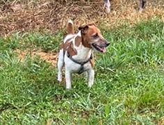 Rusty *, a Adoptable Jack Russell Terrier in Columbia, TN image 3/3