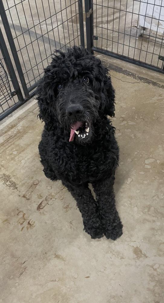 Enlarge Shadow, a Adoptable Standard Poodle in Franklin, PA image 1/2