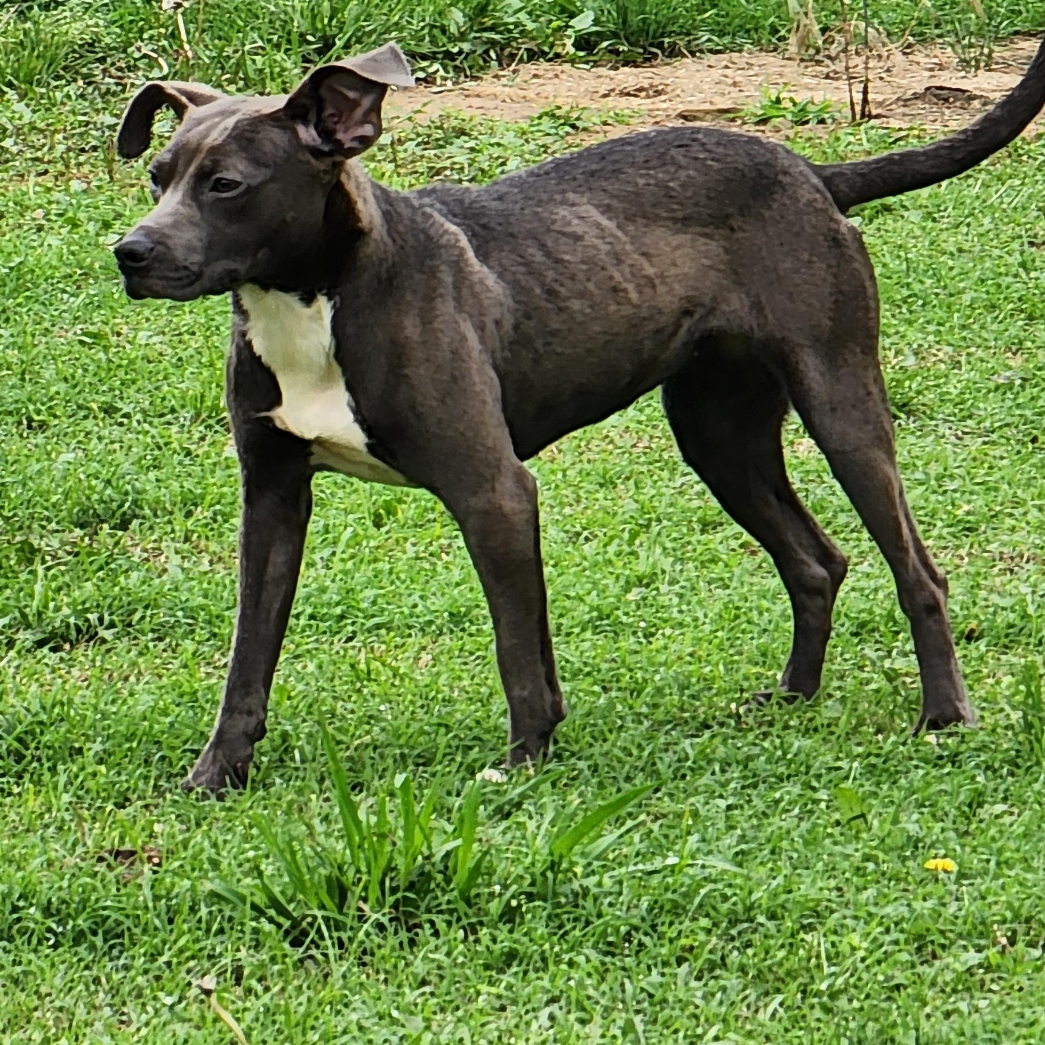 Enlarge Finley, a Adoptable mixed breed in Owasso, OK image 2/4