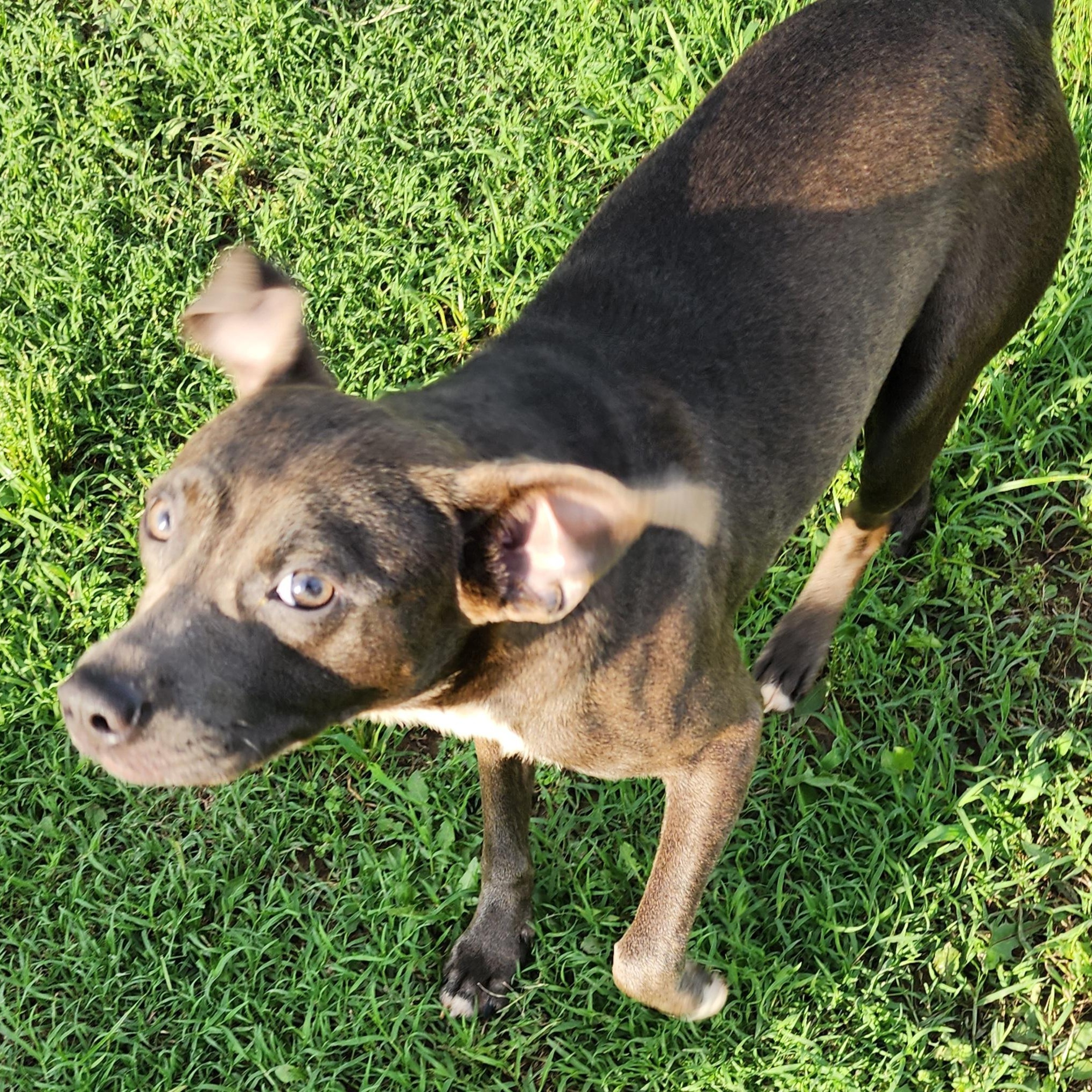 Enlarge Finley, a Adoptable mixed breed in Owasso, OK image 3/4