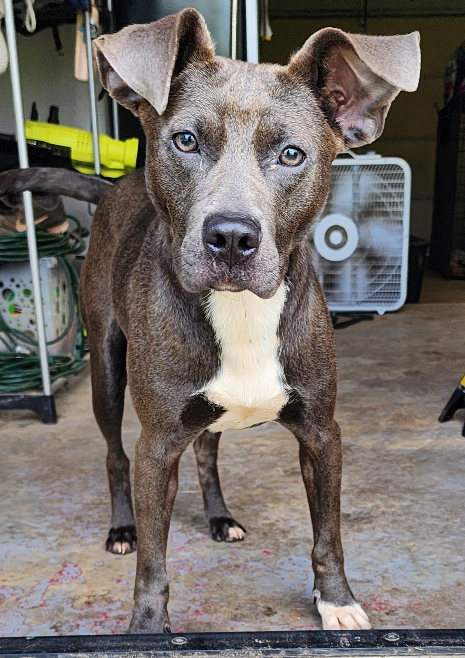 Enlarge Finley, a Adoptable mixed breed in Owasso, OK image 4/4