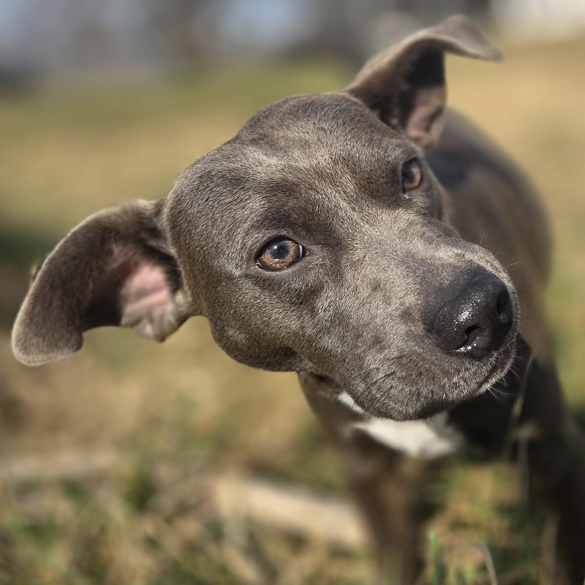 Finley, Adoptable, Adult Female Pit Bull Terrier.