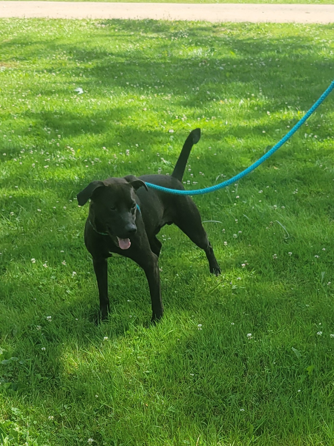 Enlarge Sonny, a Adoptable Pit Bull Terrier in New Martinsville, WV image 1/3