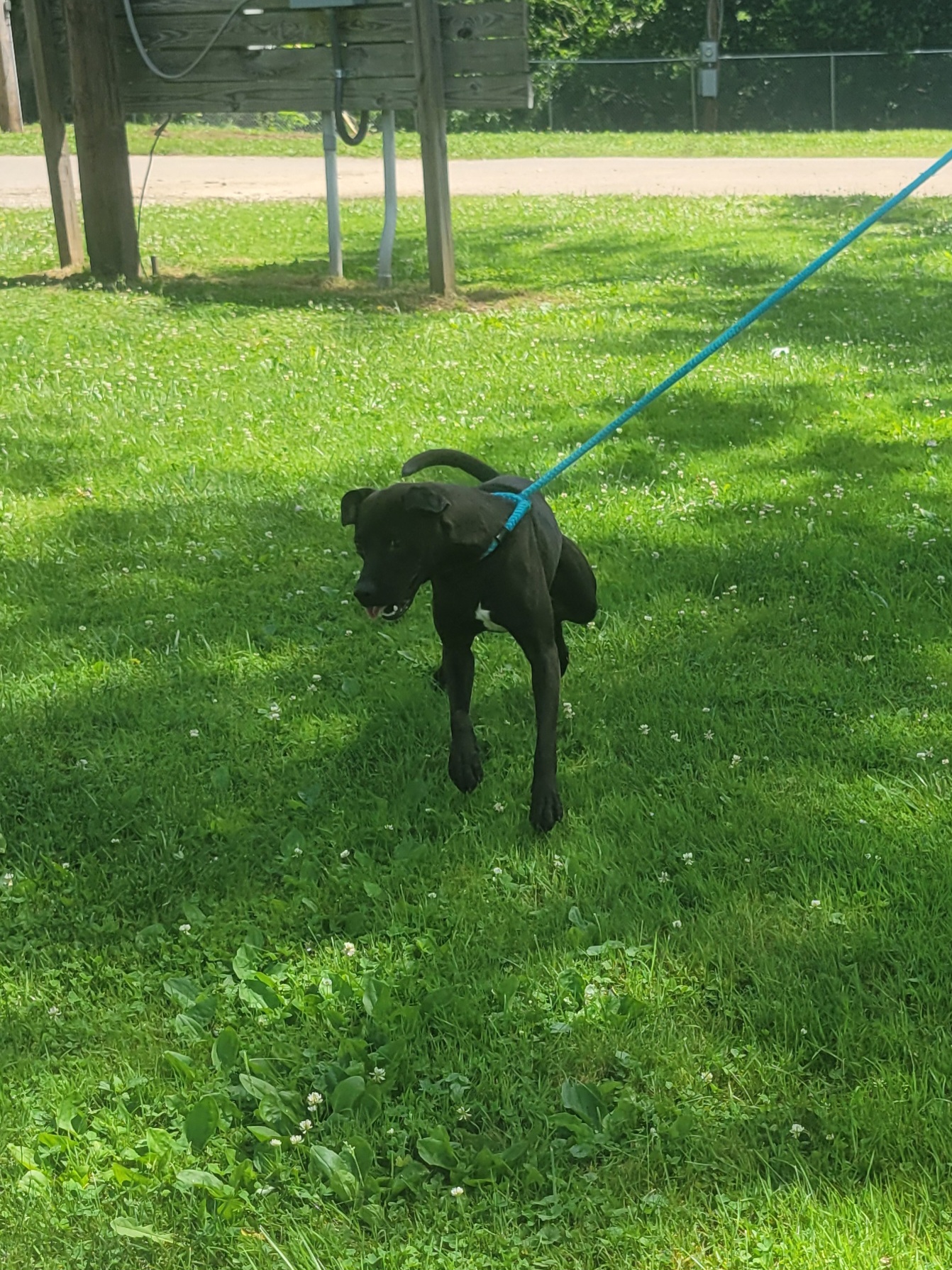 Enlarge Sonny, a Adoptable Pit Bull Terrier in New Martinsville, WV image 2/3
